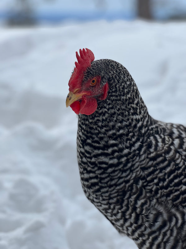 Hermaphrodite Chickens? - The Chama Valley Meat Co