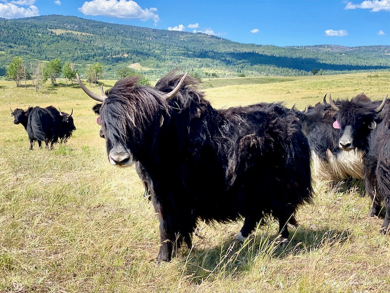 Yak