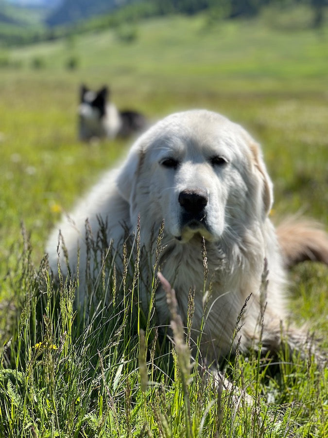 Yaks, and Cattle and Sheep...Oh, My!