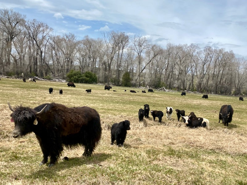 Getting Ready for Summer 2023