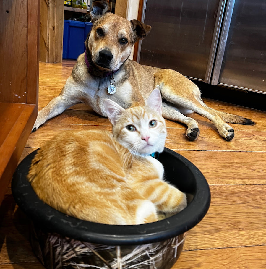 Humanely raised grass-fed grass-finished yak and beef for your dogs and cats. No hormones; no antibiotics -- ever!
