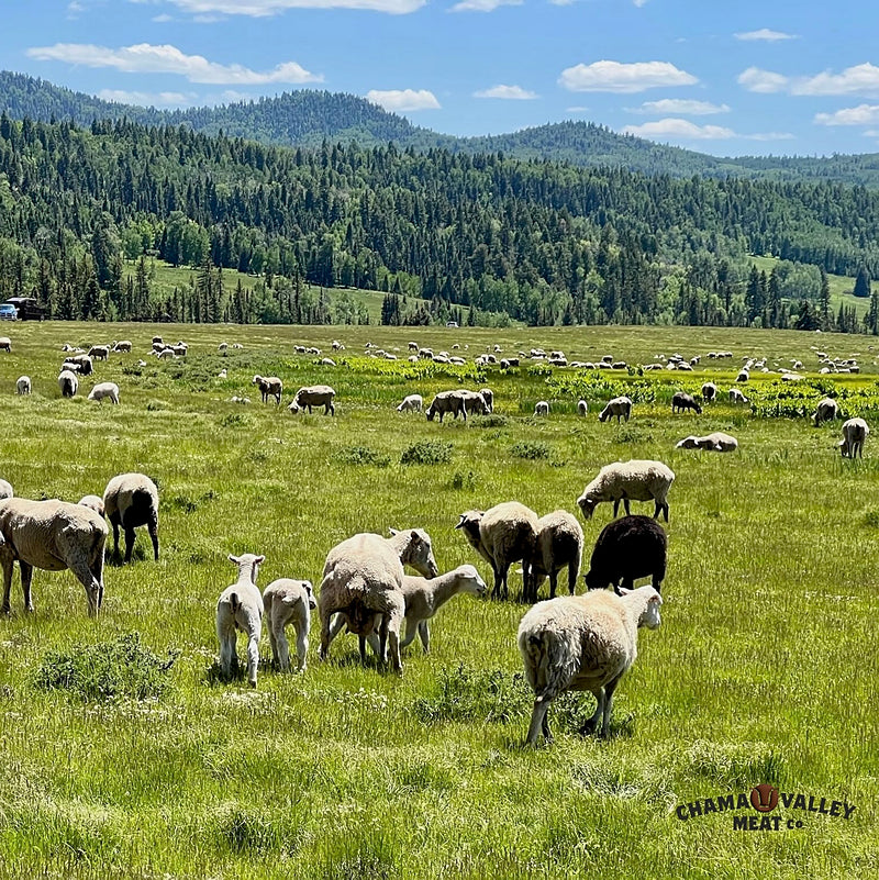 Chama Valley Lamb, on our Wolf Creek Ranch